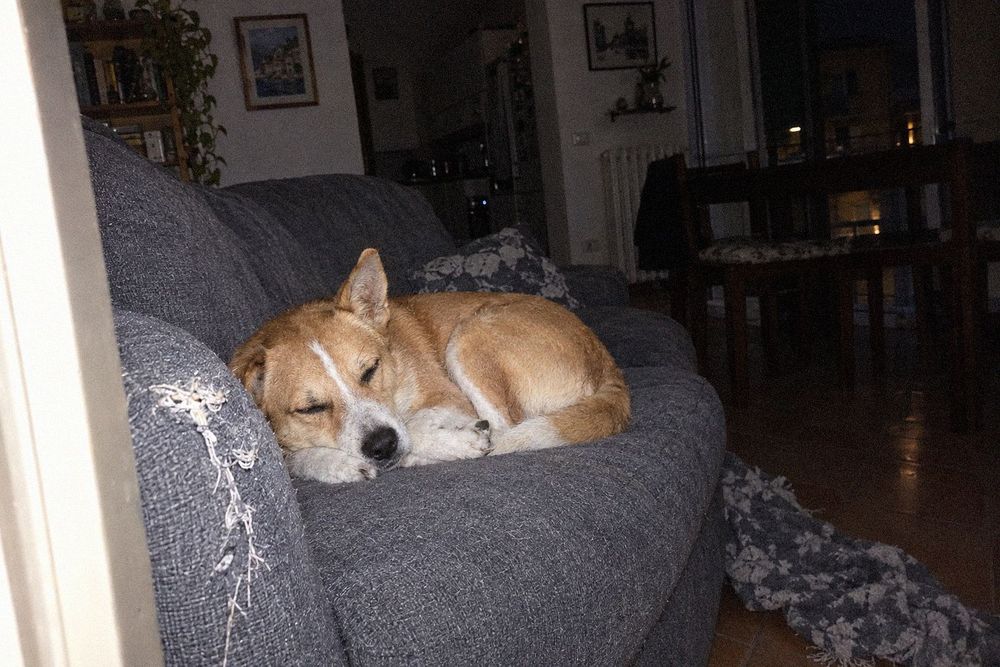 Otto che dorme acciambellato sul divano grigio
