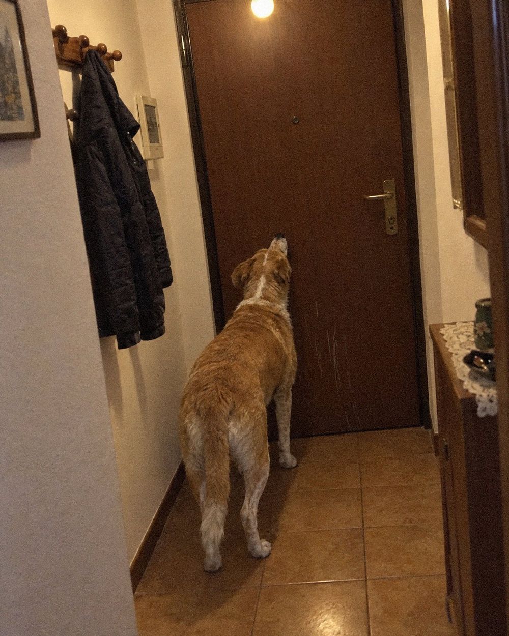 Un cane in piedi davanti alla porta di casa chiusa